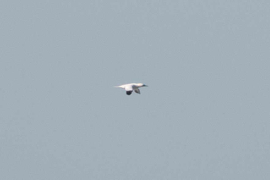 Northern Gannet - ML645513061