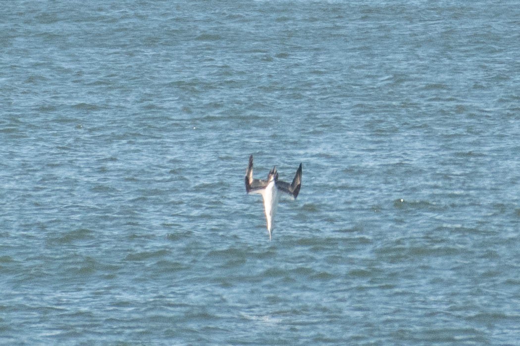 Northern Gannet - ML645513063