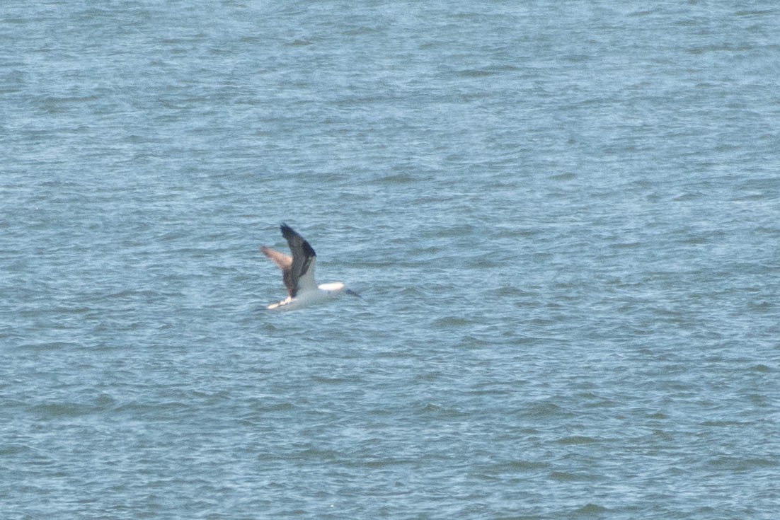 Northern Gannet - ML645513064