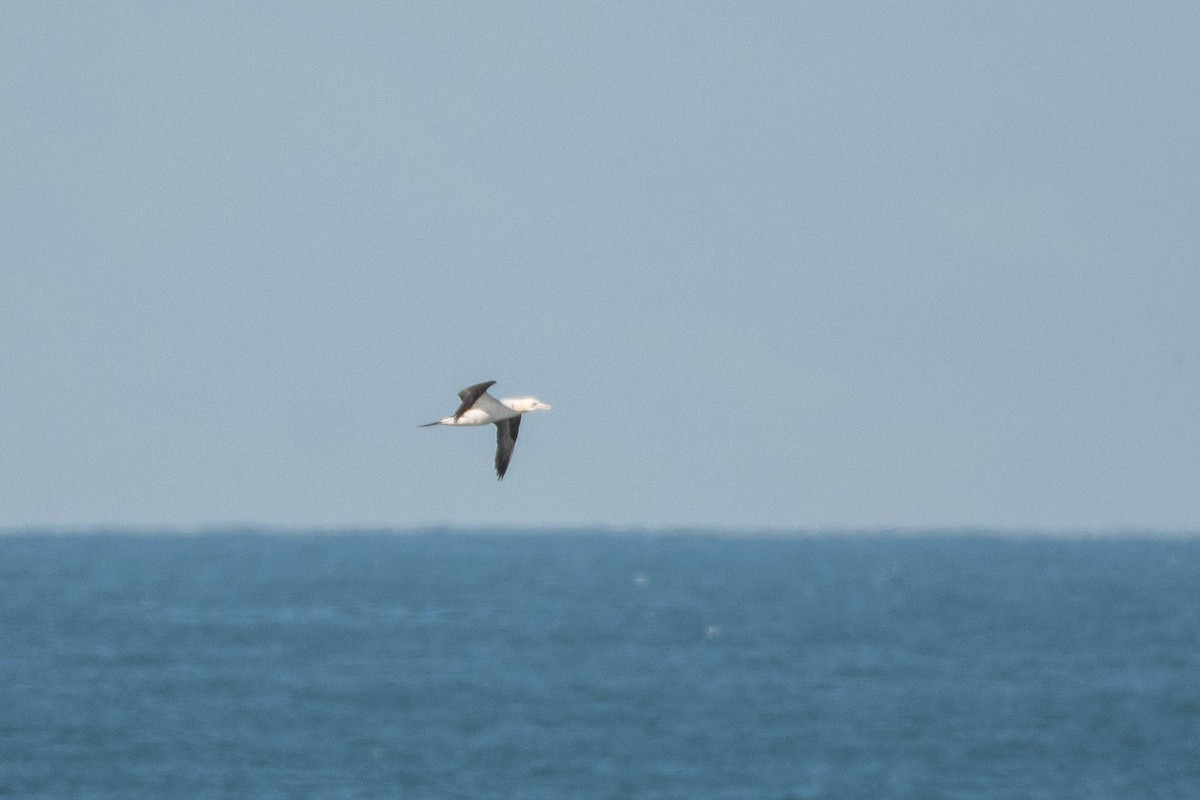 Northern Gannet - ML645513065