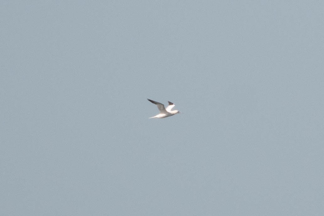 Northern Gannet - ML645513066