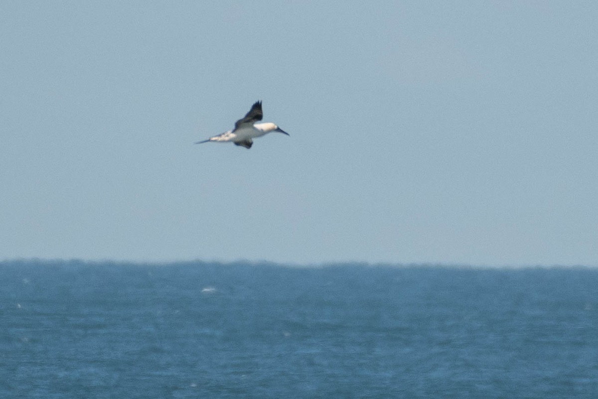 Northern Gannet - ML645513067