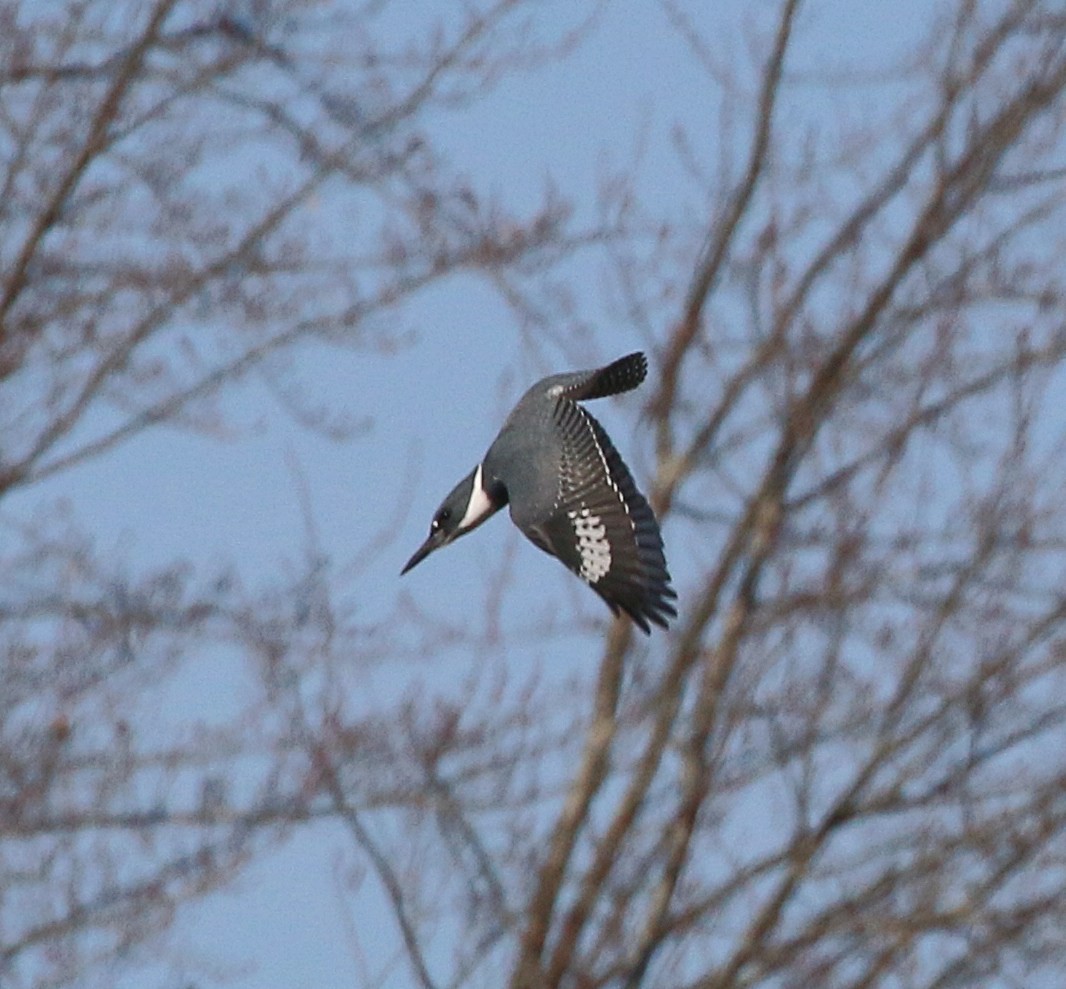 Belted Kingfisher - ML645513074