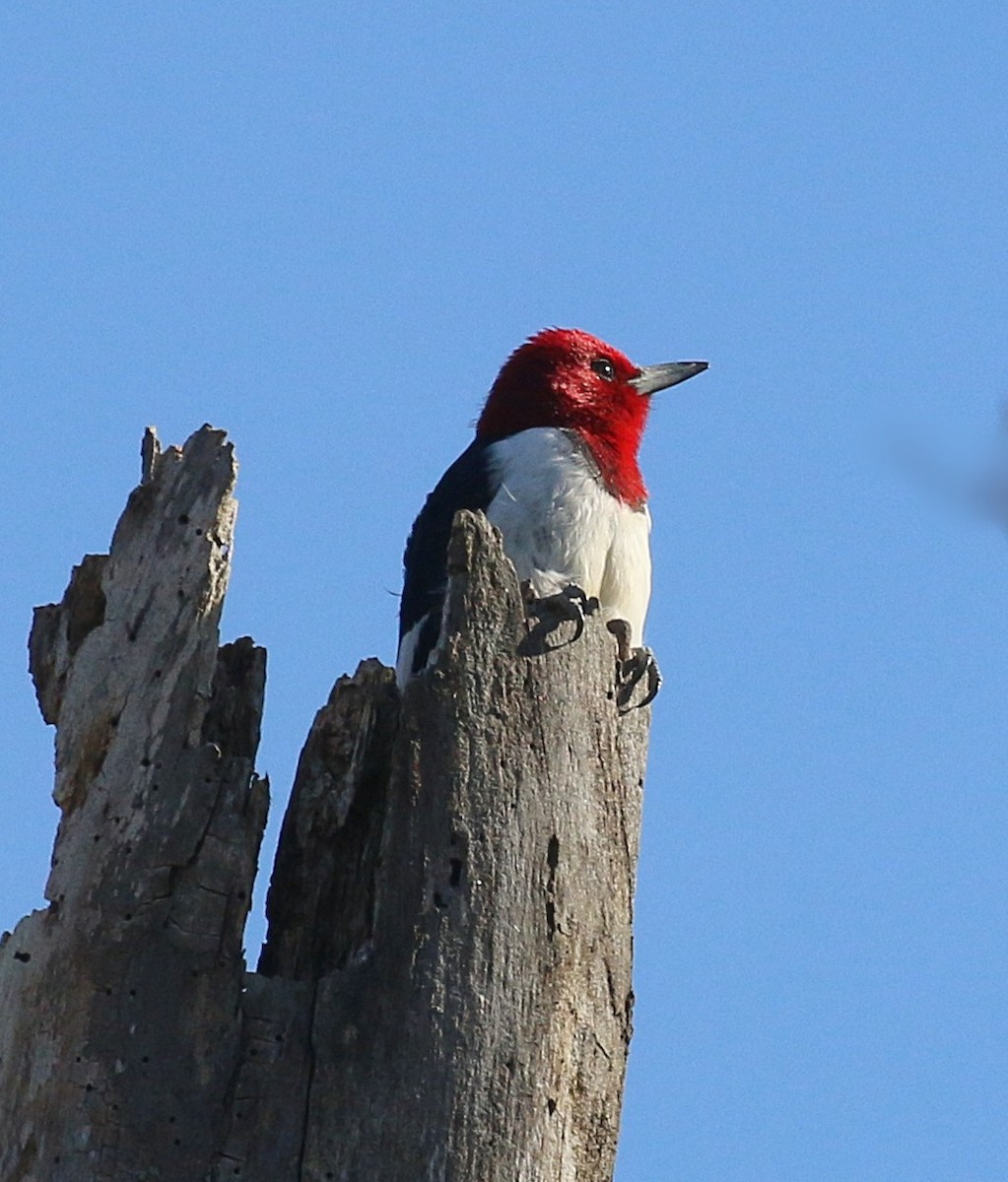 Red-headed Woodpecker - ML645513083