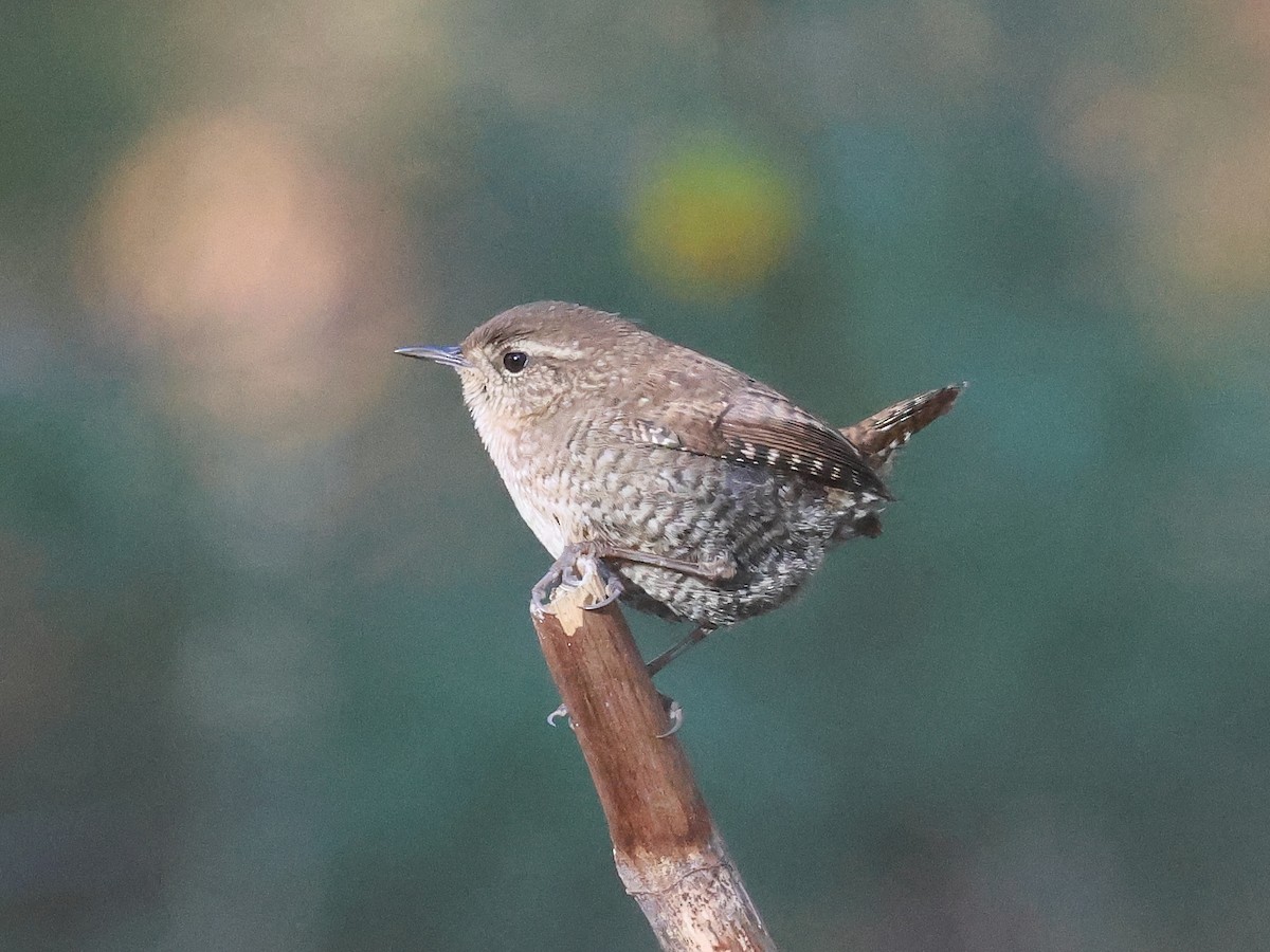 フユミソサザイ - ML645513115