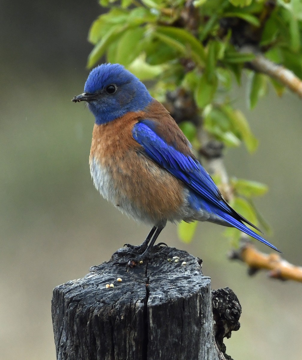 Western Bluebird - ML645513127