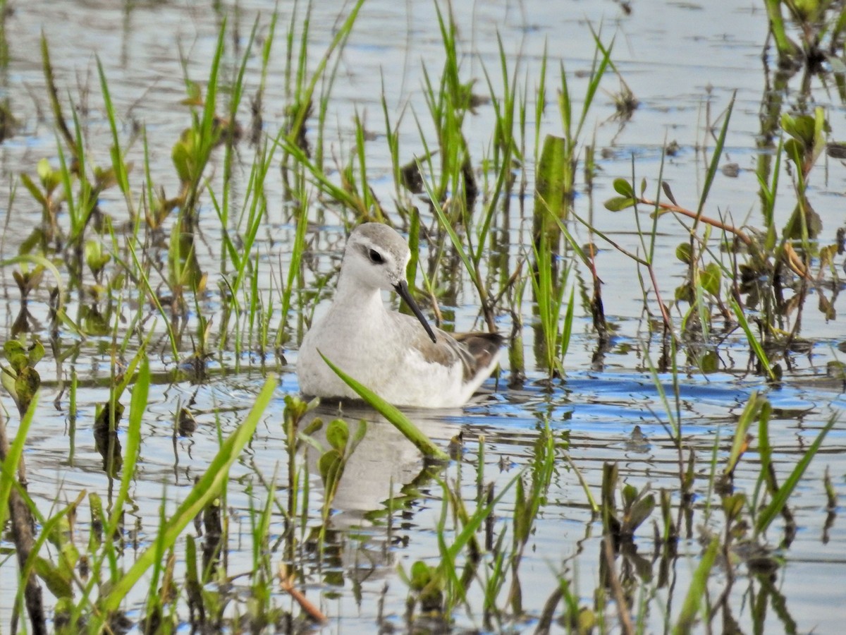 lyskonoh dlouhozobý - ML645513137