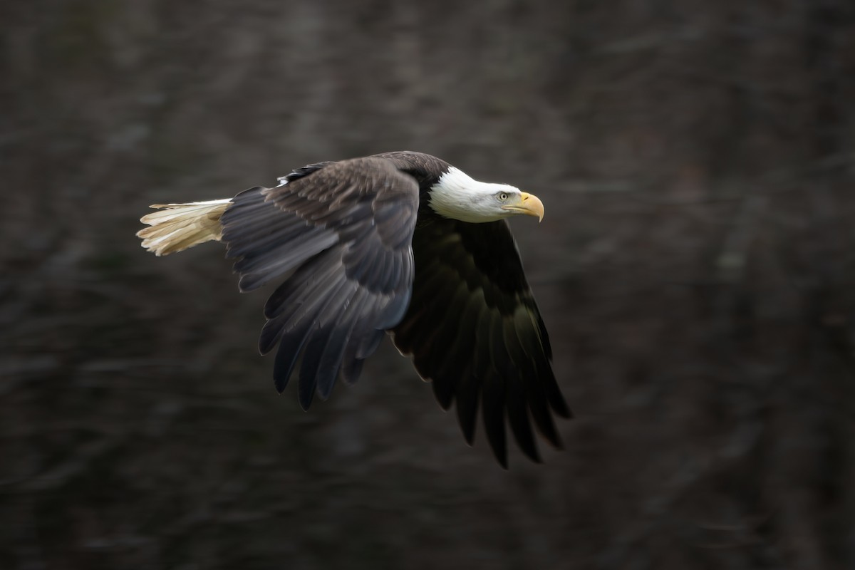 Bald Eagle - ML645513159