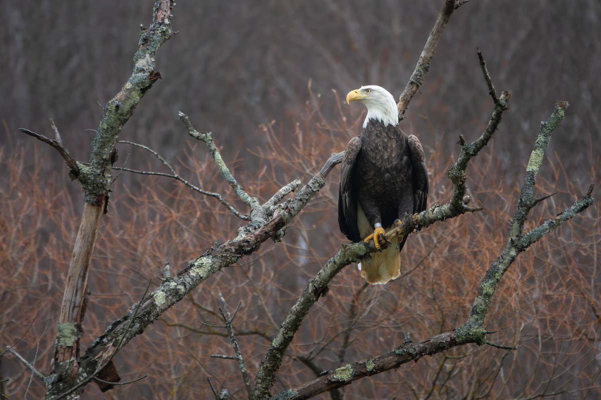 Bald Eagle - ML645513160