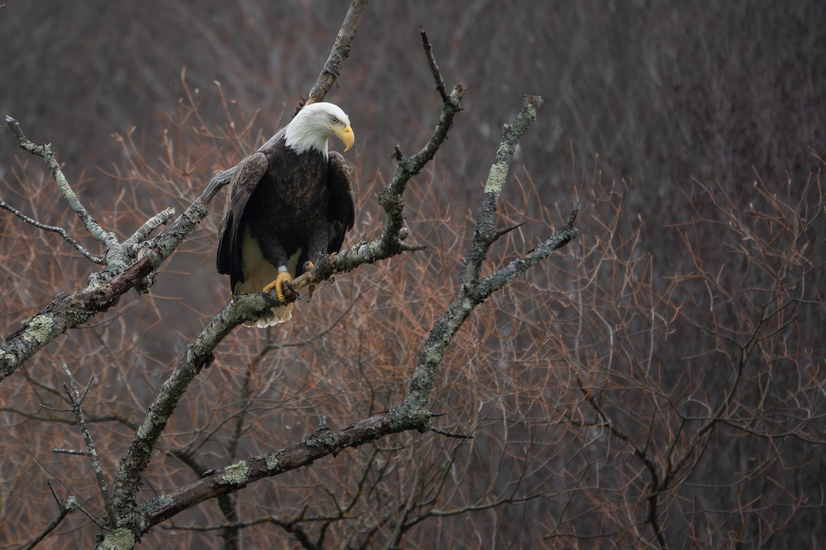 Bald Eagle - ML645513161