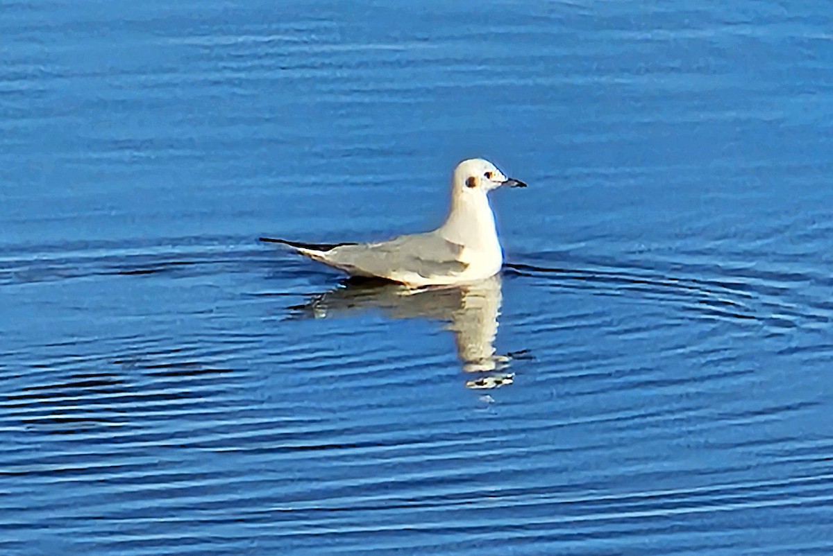 Bonaparte's Gull - ML645513172