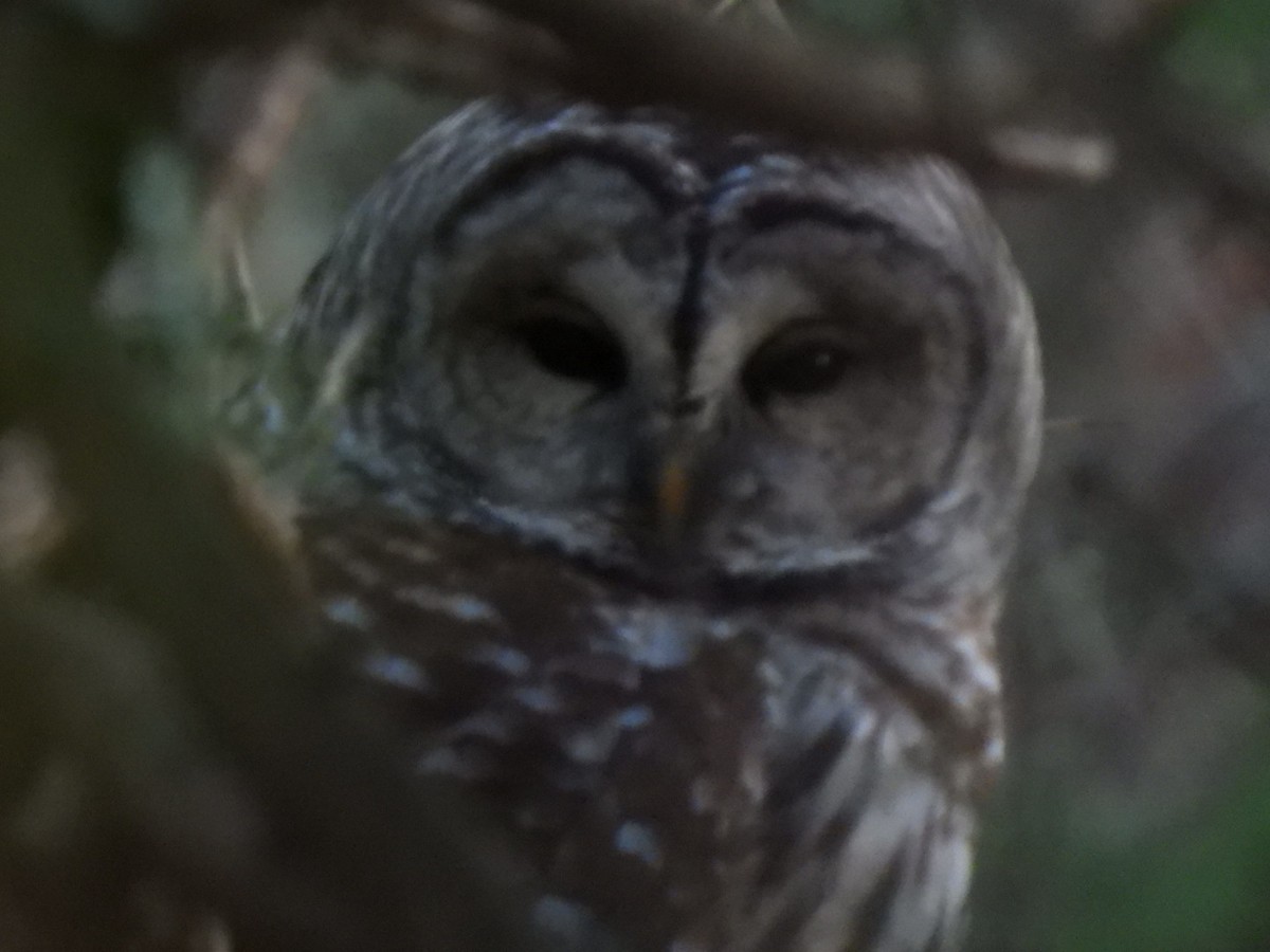 Barred Owl - ML645513184