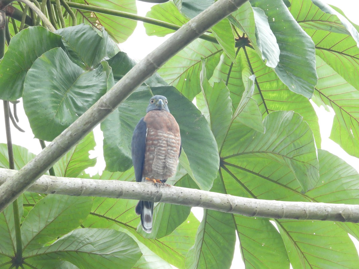 Double-toothed Kite - ML645513186