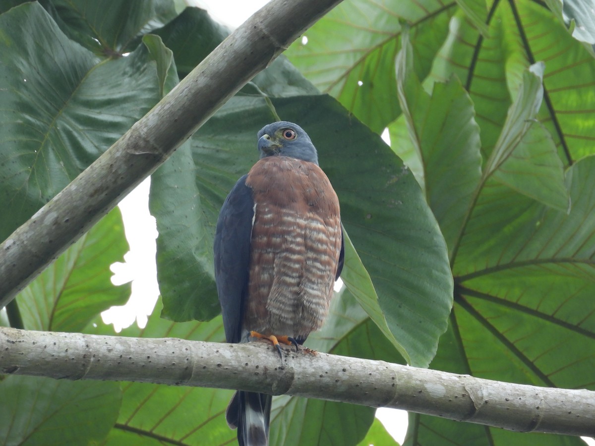 Double-toothed Kite - ML645513188