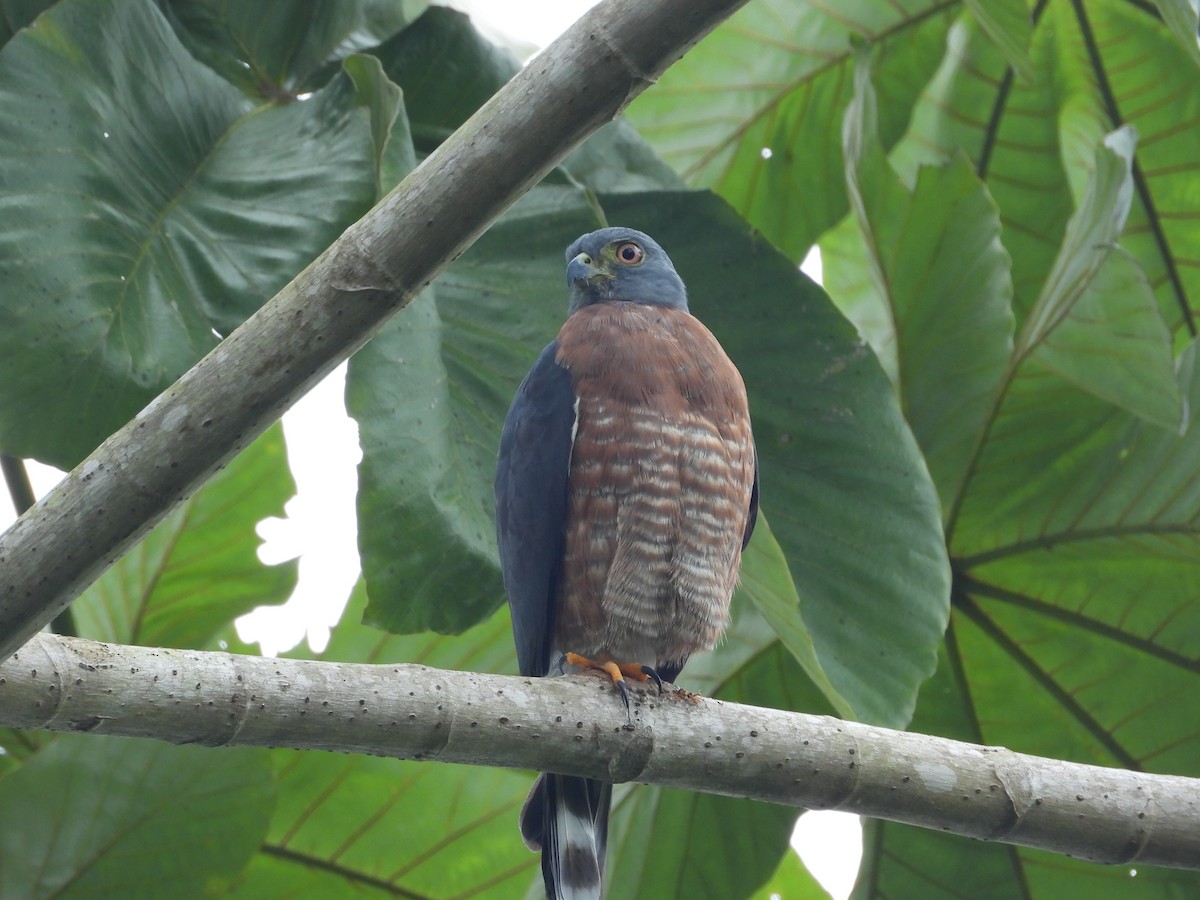 Double-toothed Kite - ML645513189