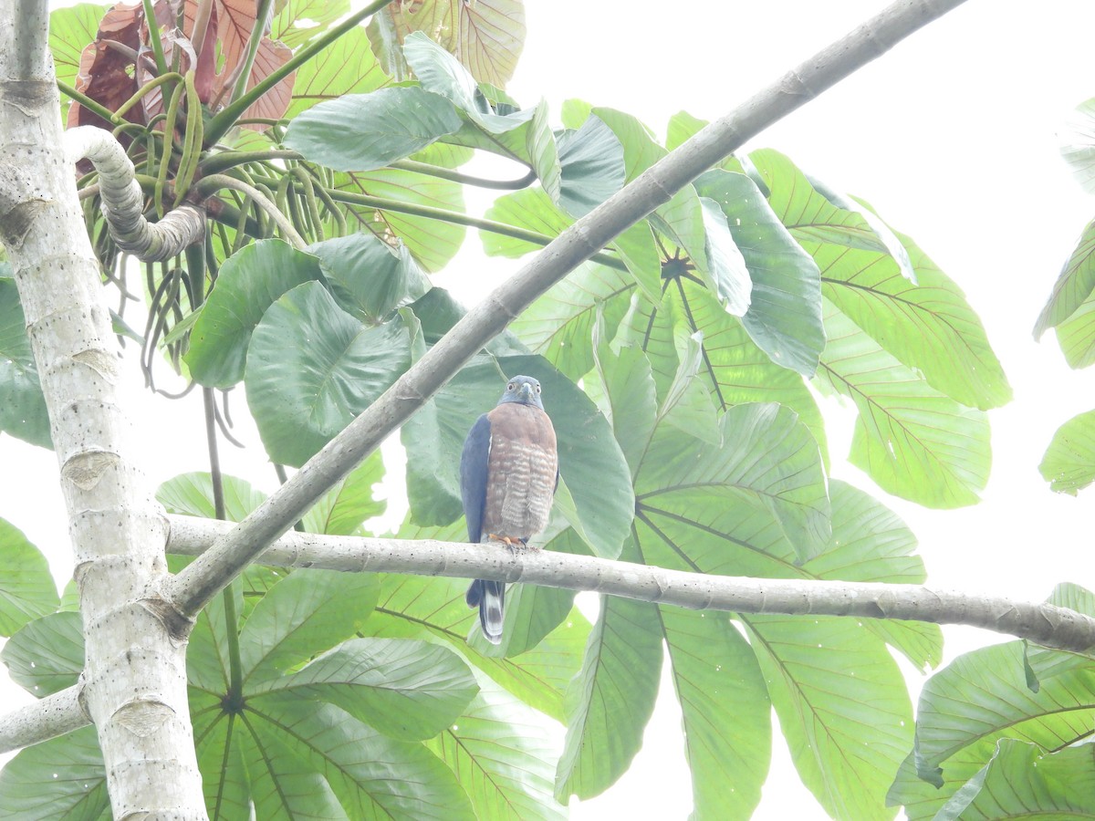 Double-toothed Kite - ML645513190
