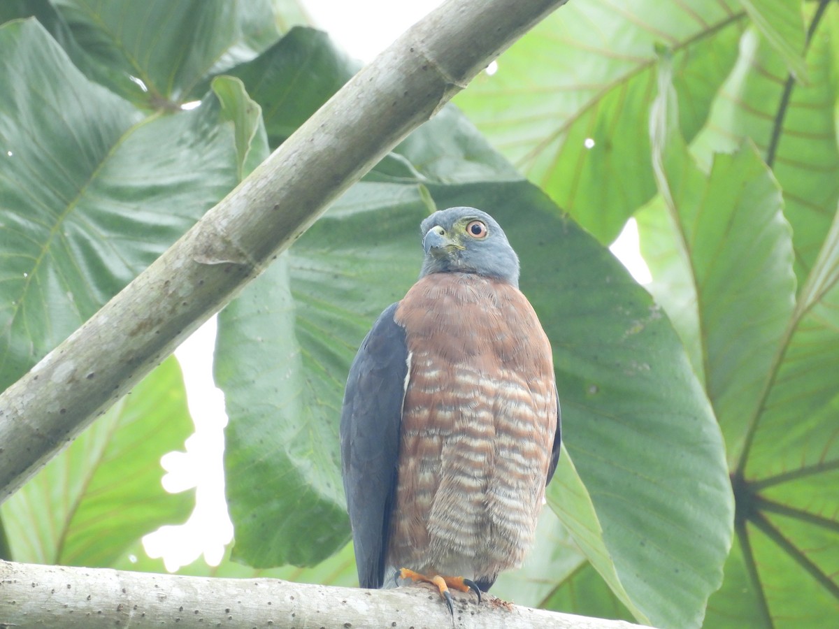 Double-toothed Kite - ML645513191