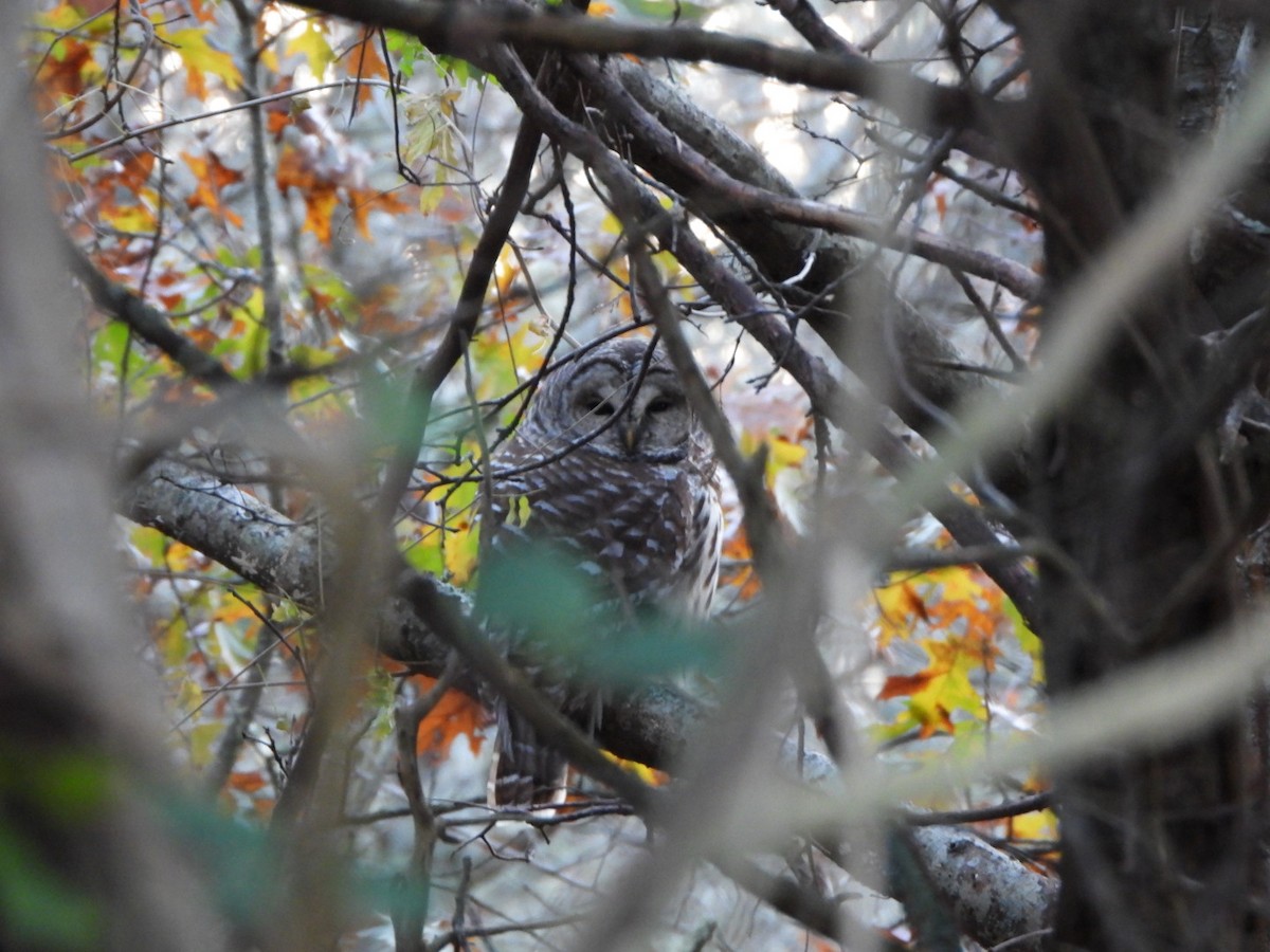 Barred Owl - ML645513200