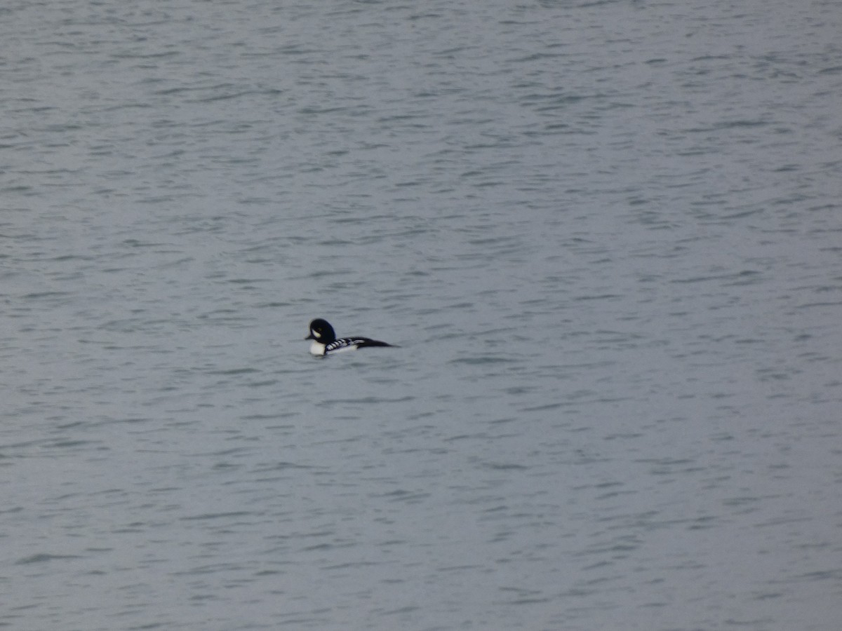 Porrón Islándico - ML645513201