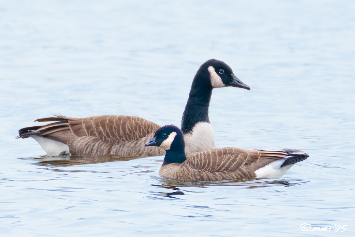 小加拿大雁 - ML645513223