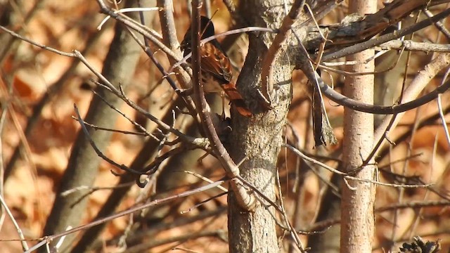 Fox Sparrow - ML645513243