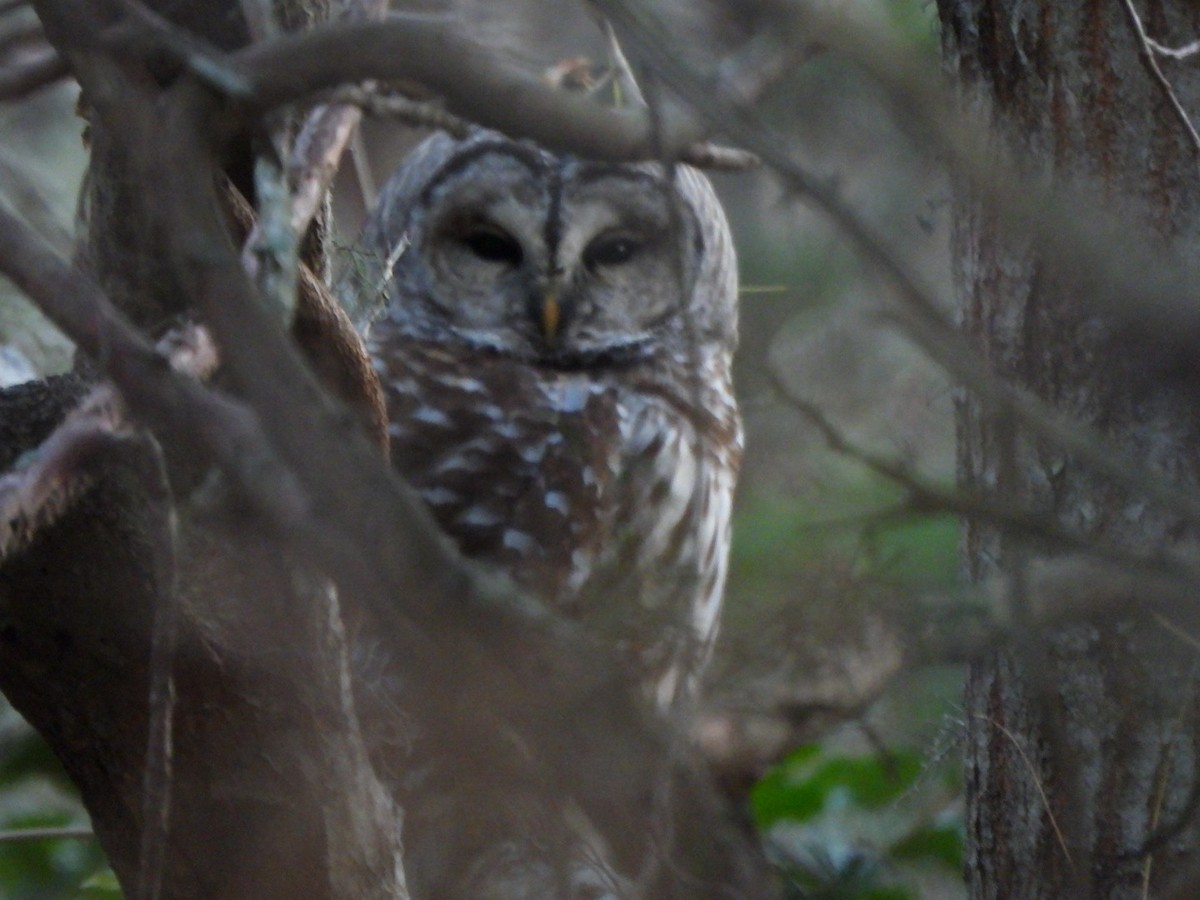 Barred Owl - ML645513254