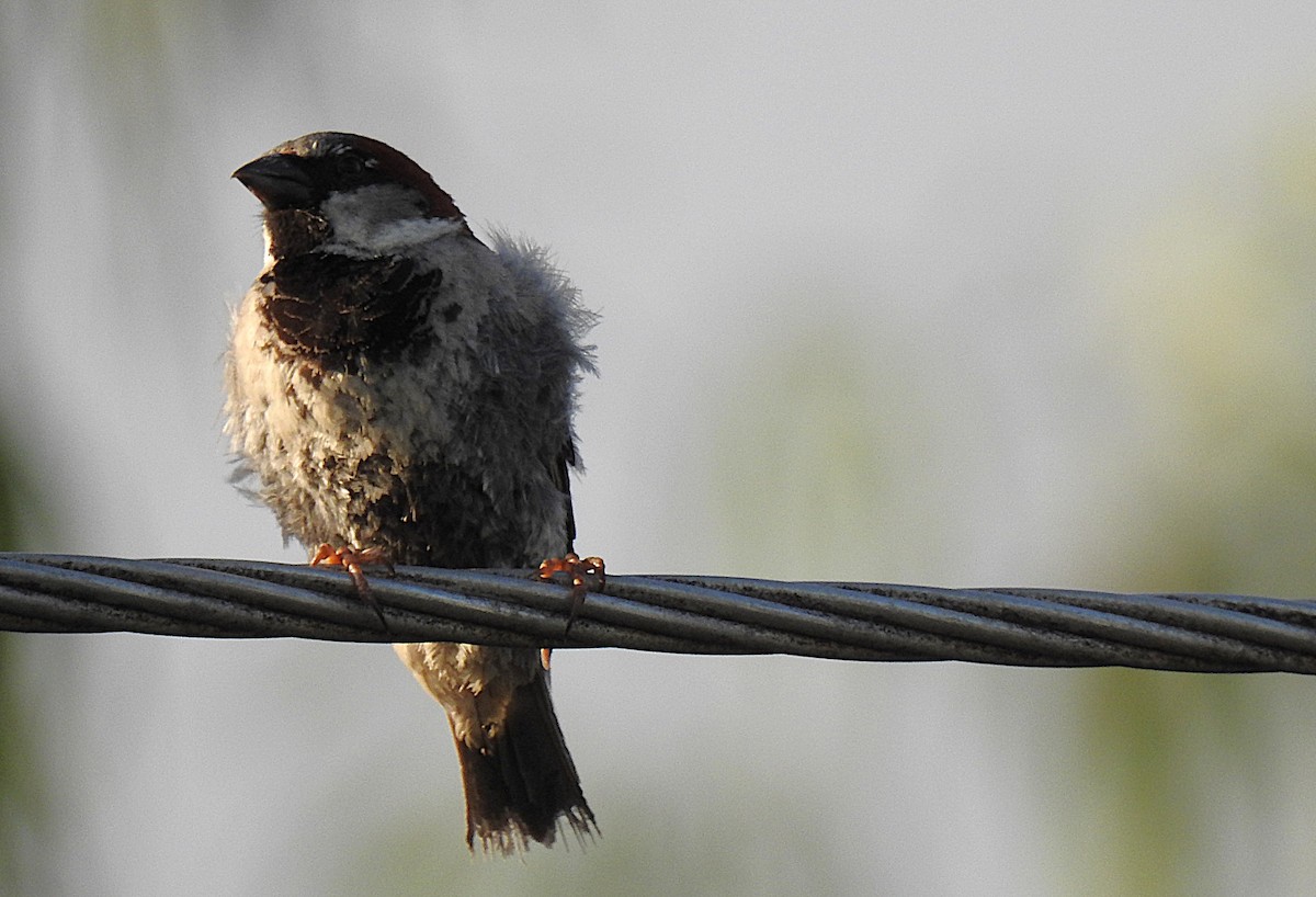 House Sparrow - ML645513257