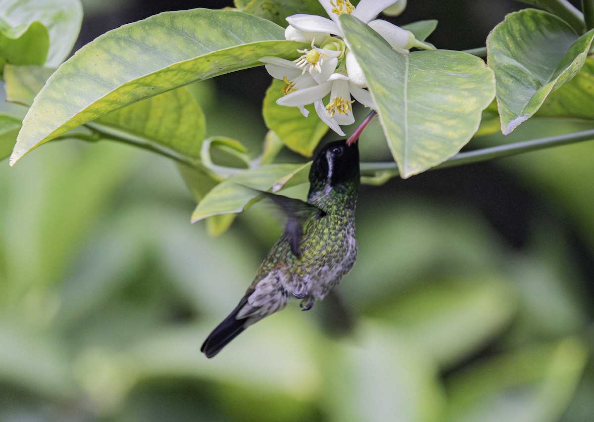 White-eared Hummingbird - ML645513268