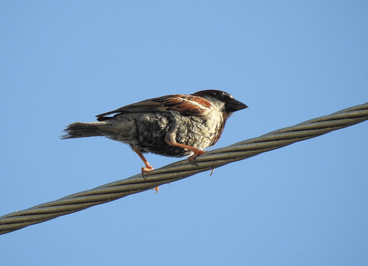 House Sparrow - ML645513277
