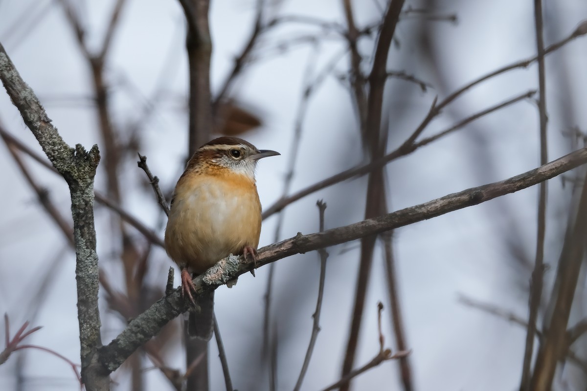 střízlík karolínský - ML645513283