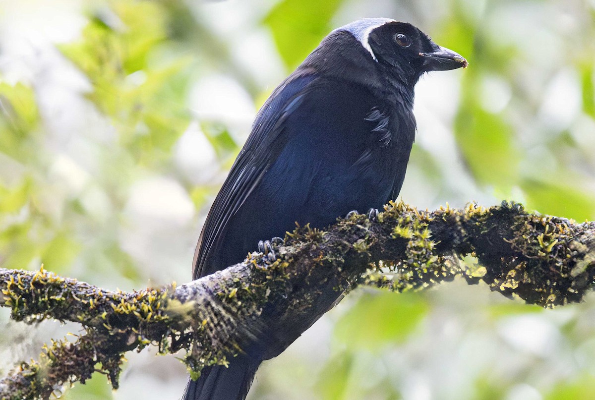 Azure-hooded Jay - ML645513284