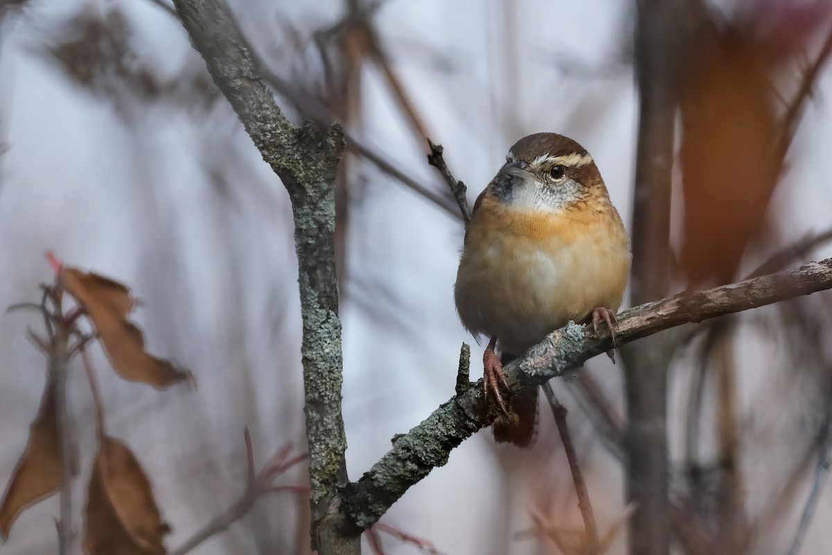 střízlík karolínský - ML645513289