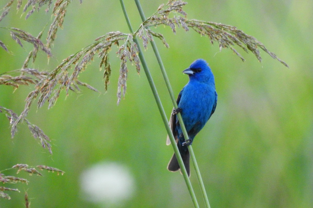 indigospurv - ML645513295