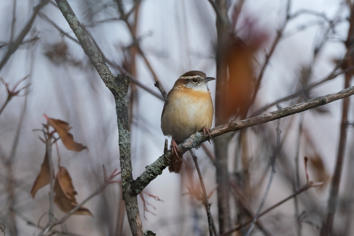 střízlík karolínský - ML645513297