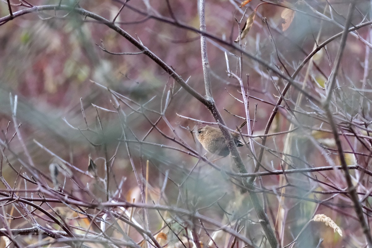 フユミソサザイ - ML645513300