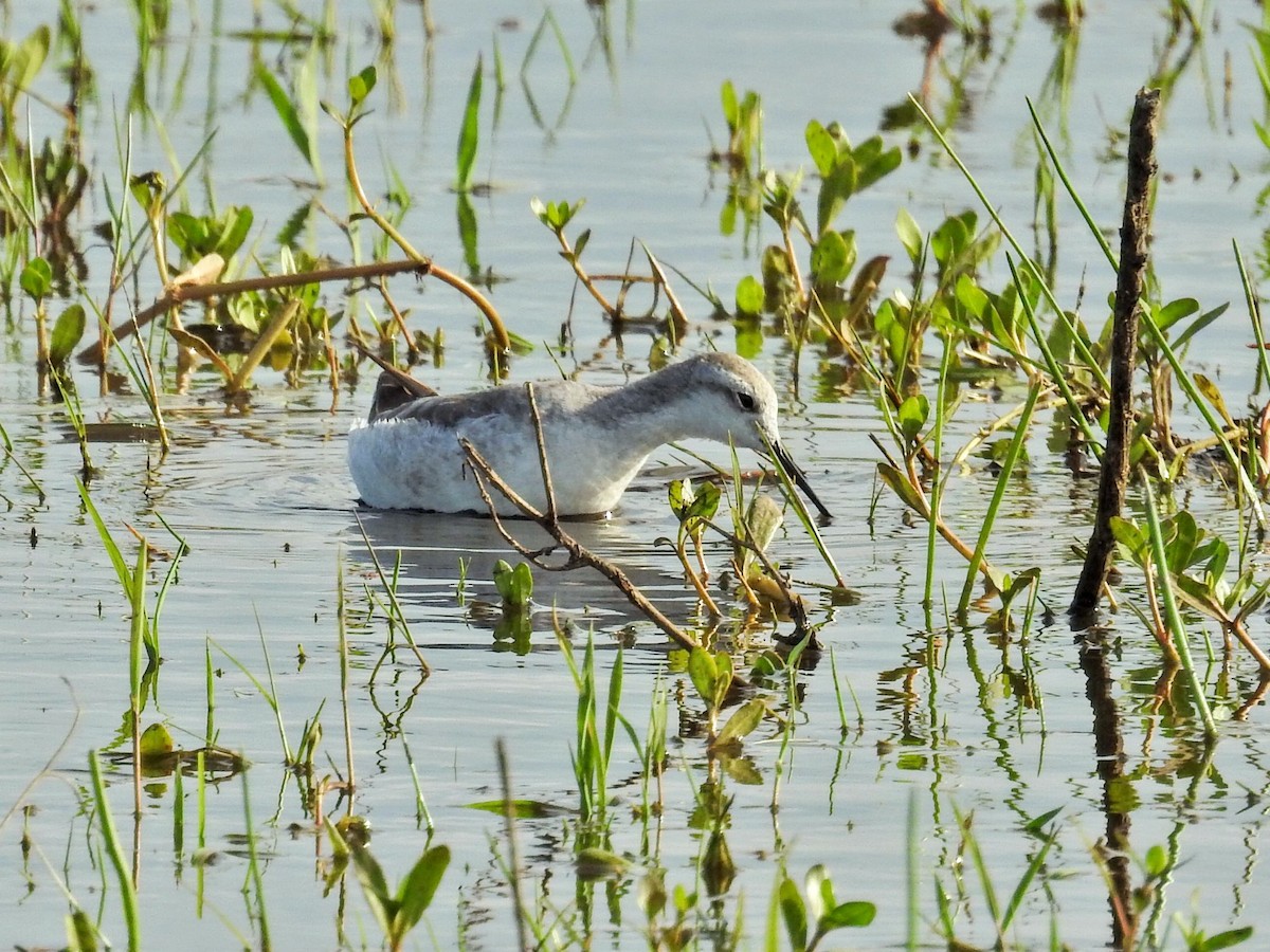 lyskonoh dlouhozobý - ML645513314