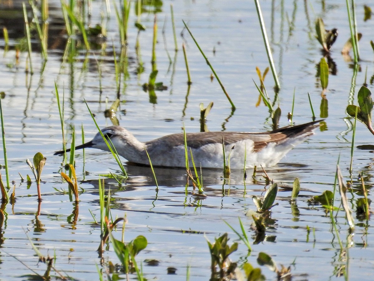 lyskonoh dlouhozobý - ML645513315