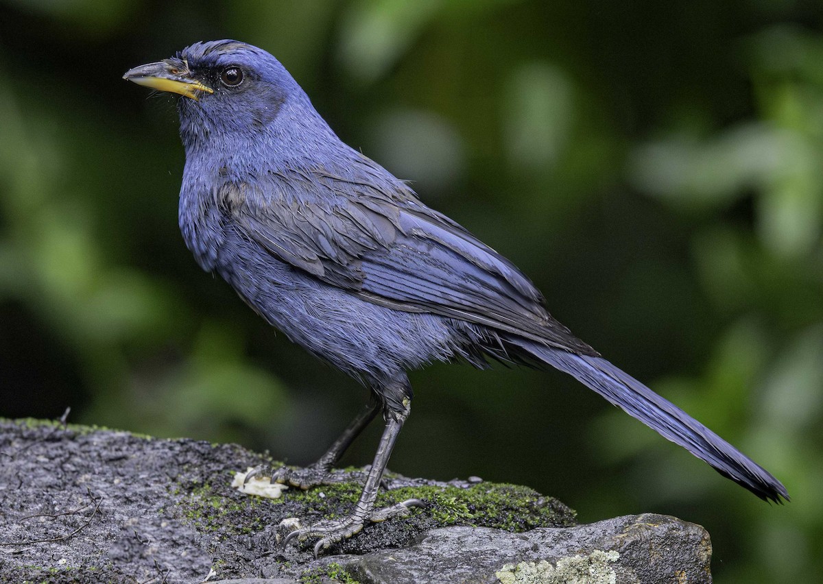 Unicolored Jay - ML645513321