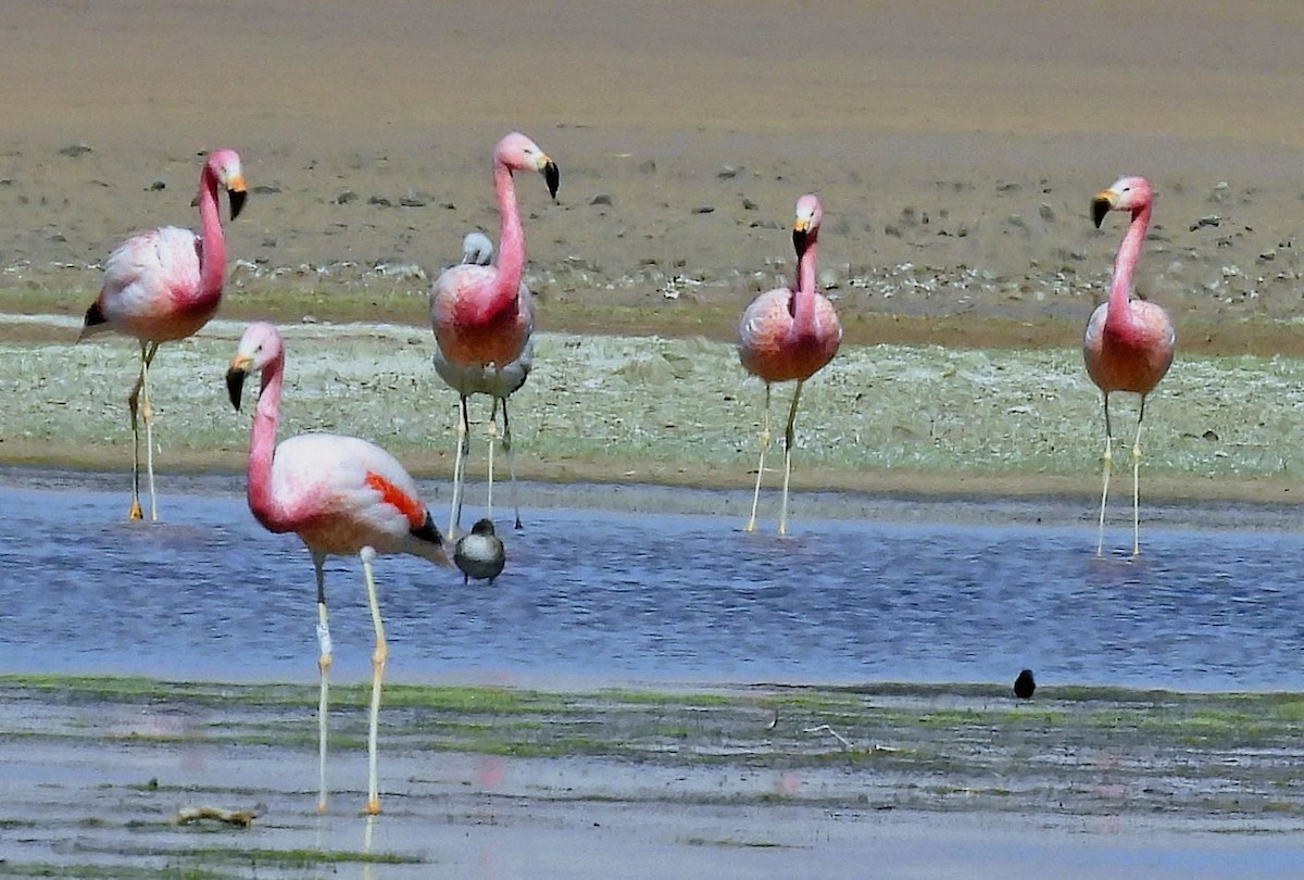 Andean Flamingo - ML645513328