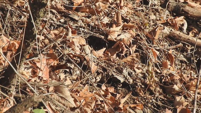 Carolina Wren - ML645513331