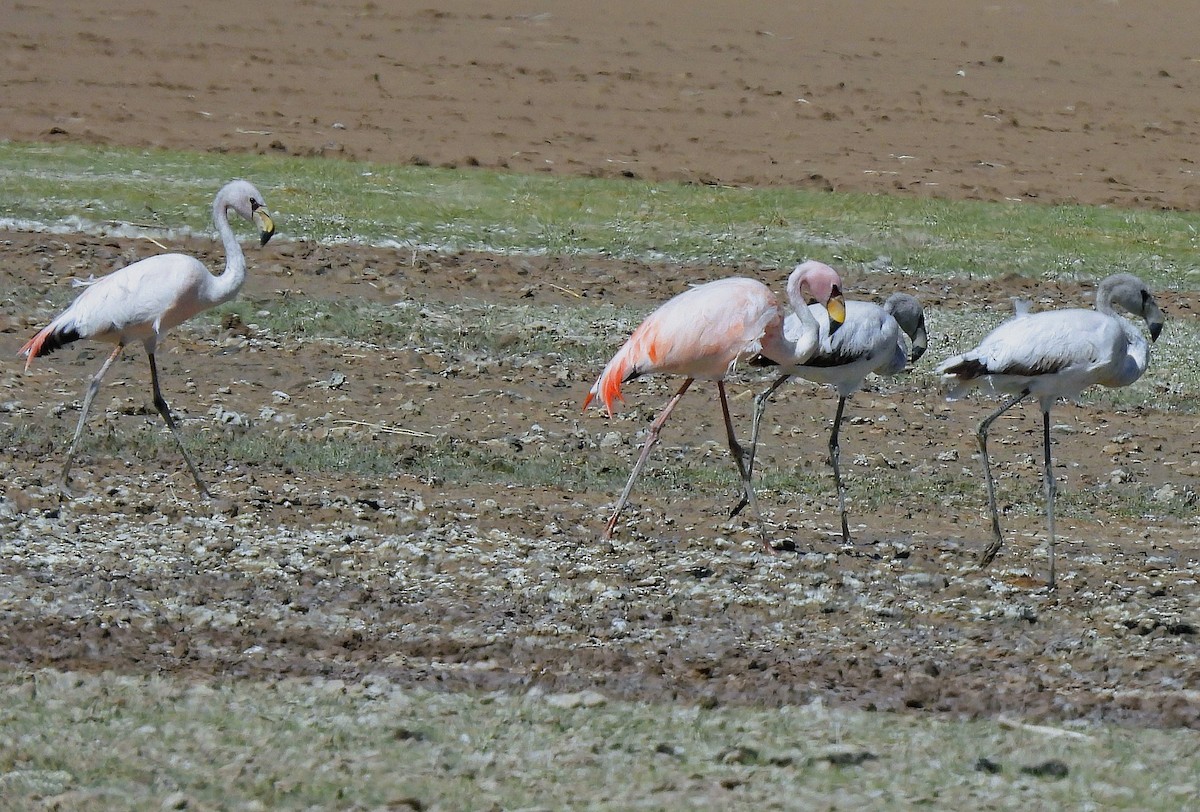 James's Flamingo - ML645513334