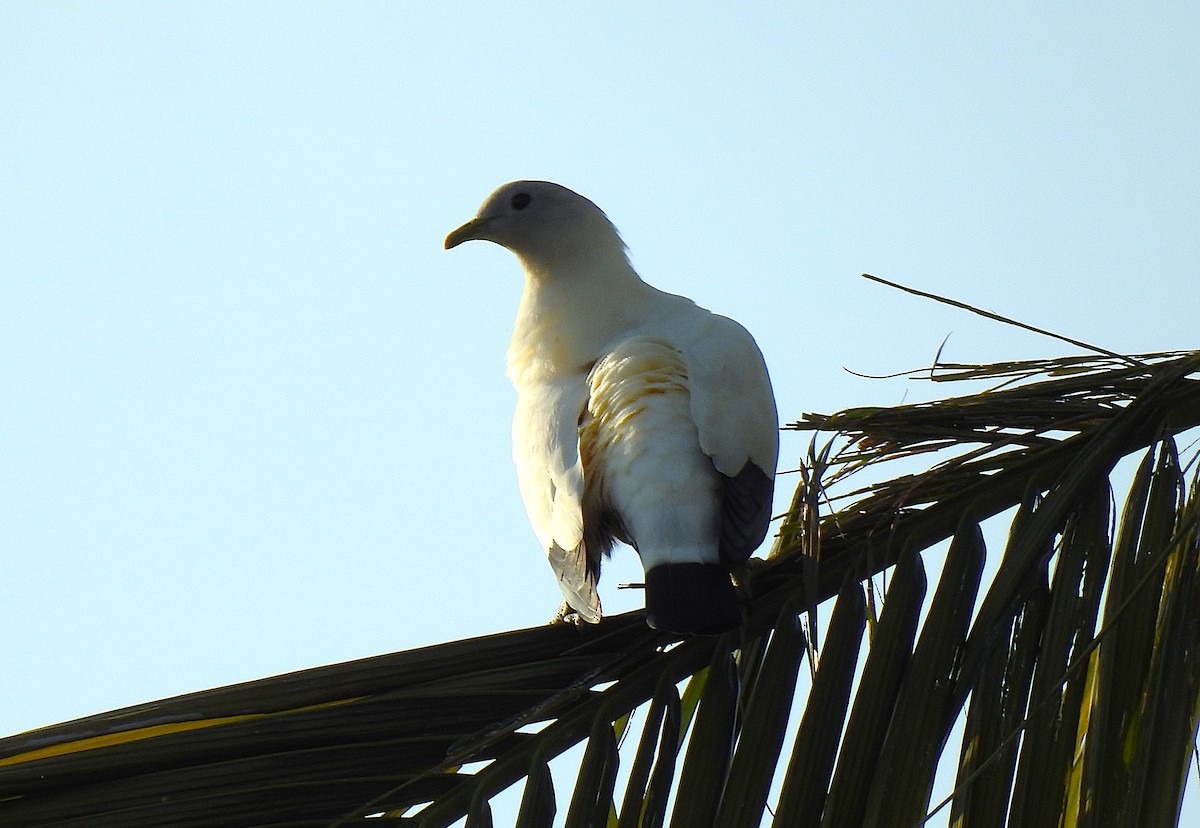 Torresian Imperial-Pigeon - ML645513338