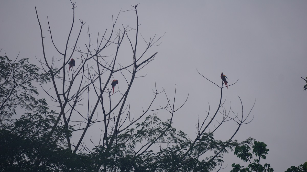 Scarlet Macaw - ML645513339