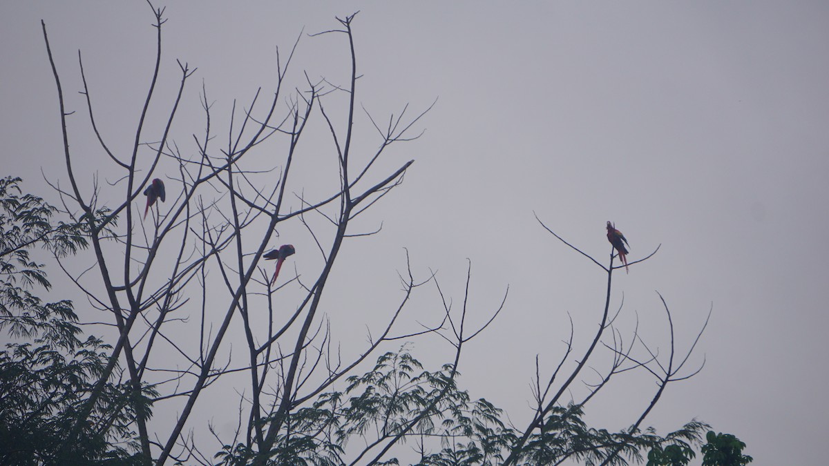 Scarlet Macaw - ML645513341