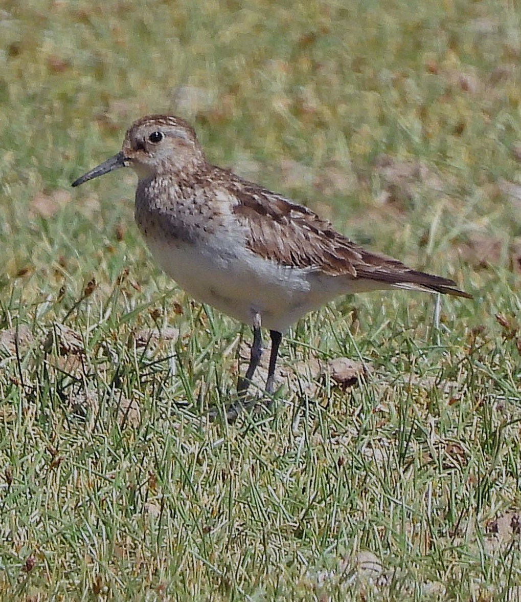 Baird's Sandpiper - ML645513376