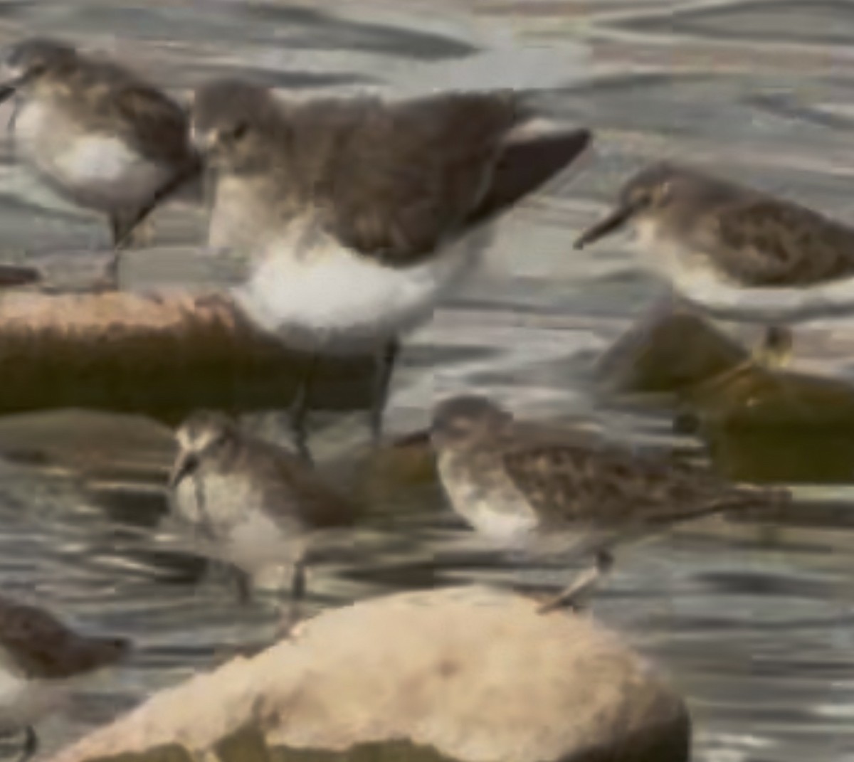 Dunlin - ML645513380