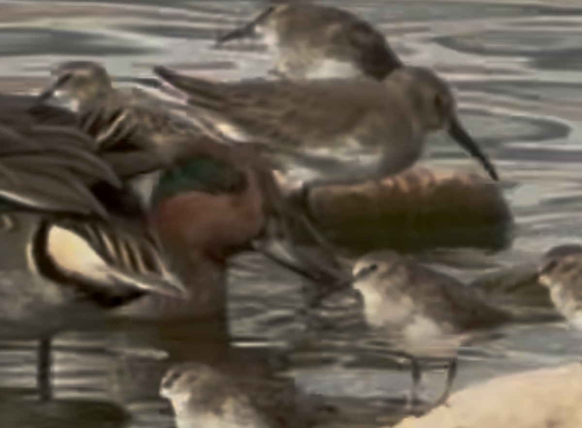 Dunlin - ML645513381