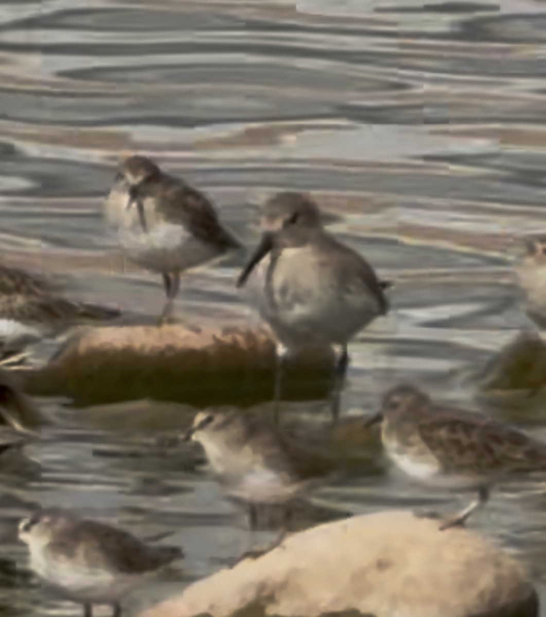 Dunlin - ML645513382