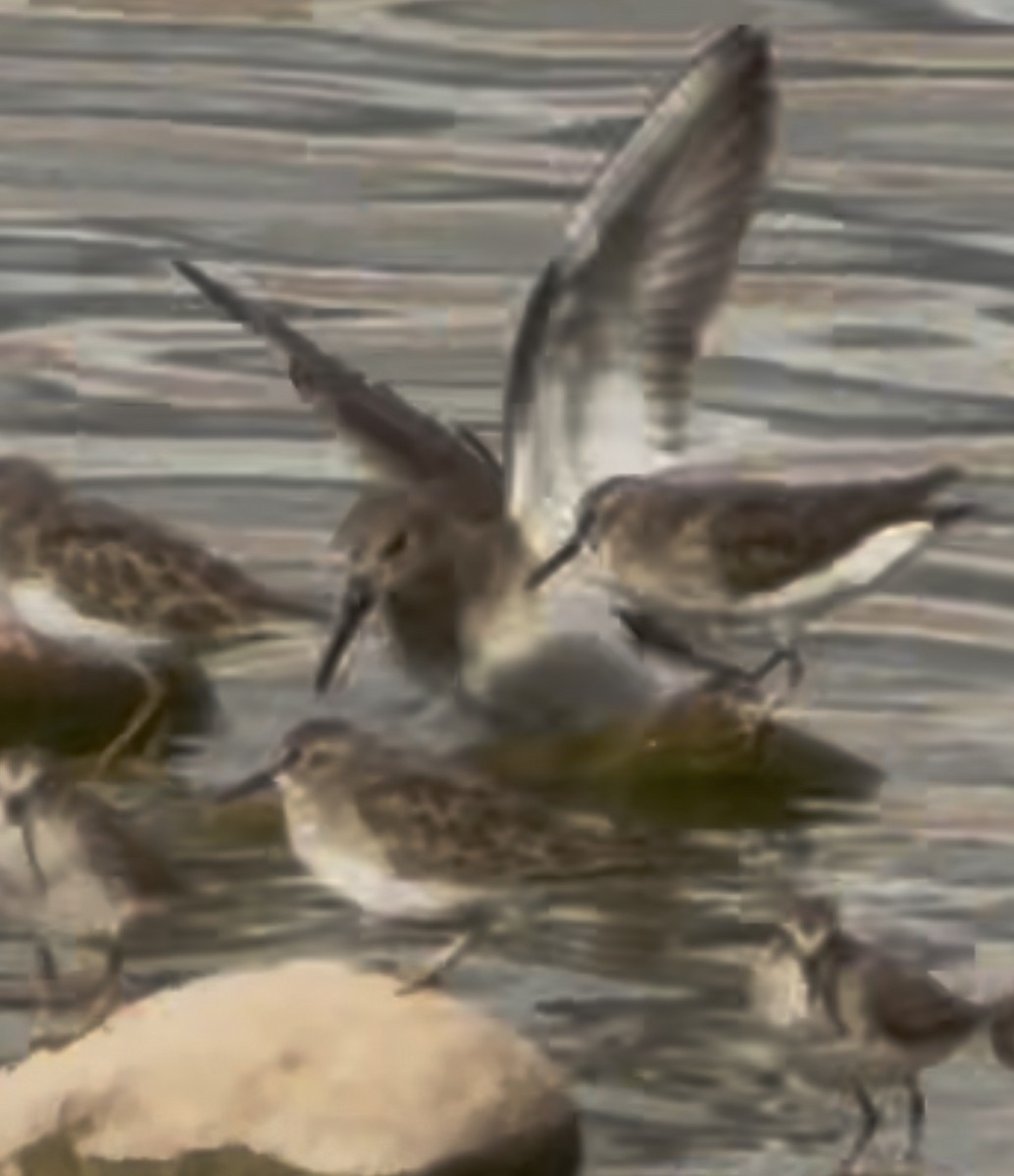 Dunlin - ML645513383
