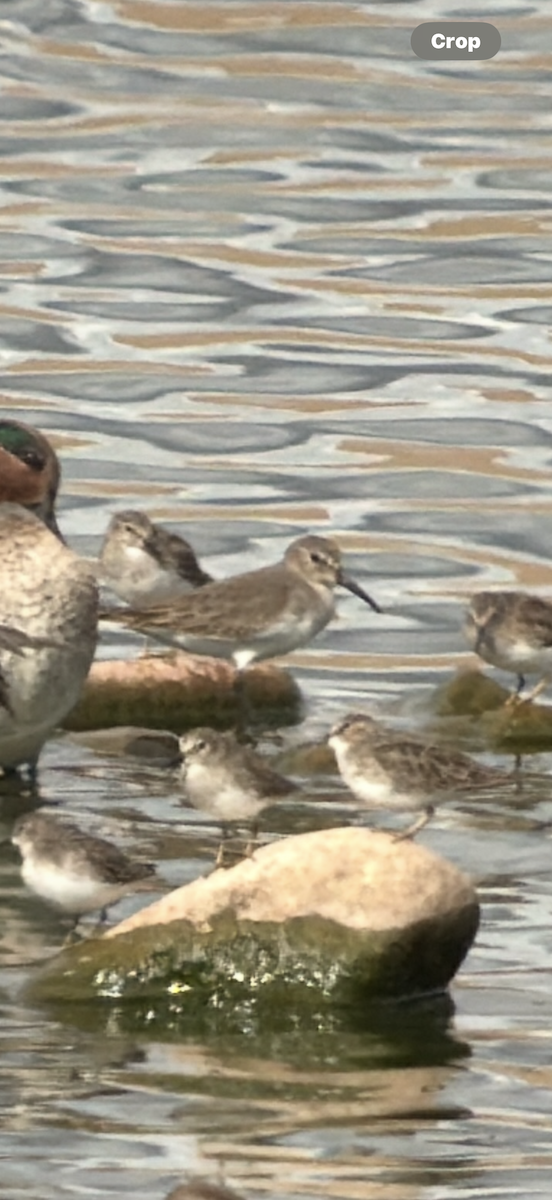 Dunlin - ML645513384